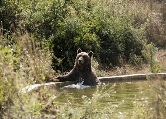 Crean iniciativa para proteger el oso andino