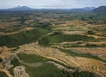 Cementos Argos se suma a alianza para reforestar un millón de hectáreas en Panamá