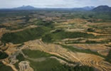 Cementos Argos se suma a alianza para reforestar un millón de hectáreas en Panamá