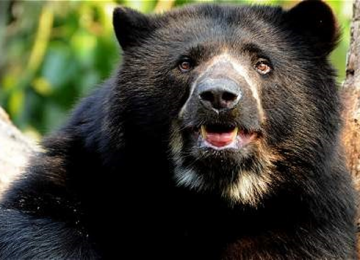 Familias campesinas se comprometen a proteger el oso andino