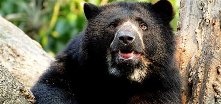 Familias campesinas se comprometen a proteger el oso andino