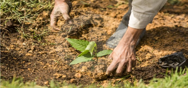 En una jornada pretenden sembrar 200.000 árboles en Antioquia