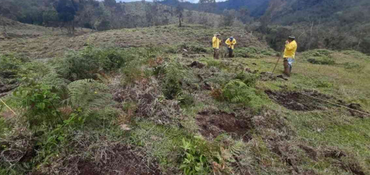 Sembrarán 150.000 árboles para recuperar ecosistemas de Antioquia