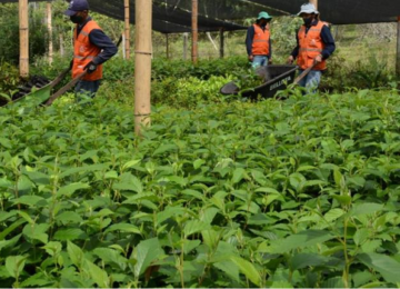 Estas son las cinco empresas que más árboles han sembrado en Colombia